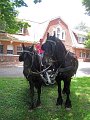IMG_1149_edited-1