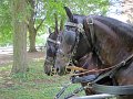 IMG_1152_edited-1