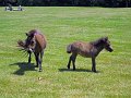 IMG_1183_edited-1